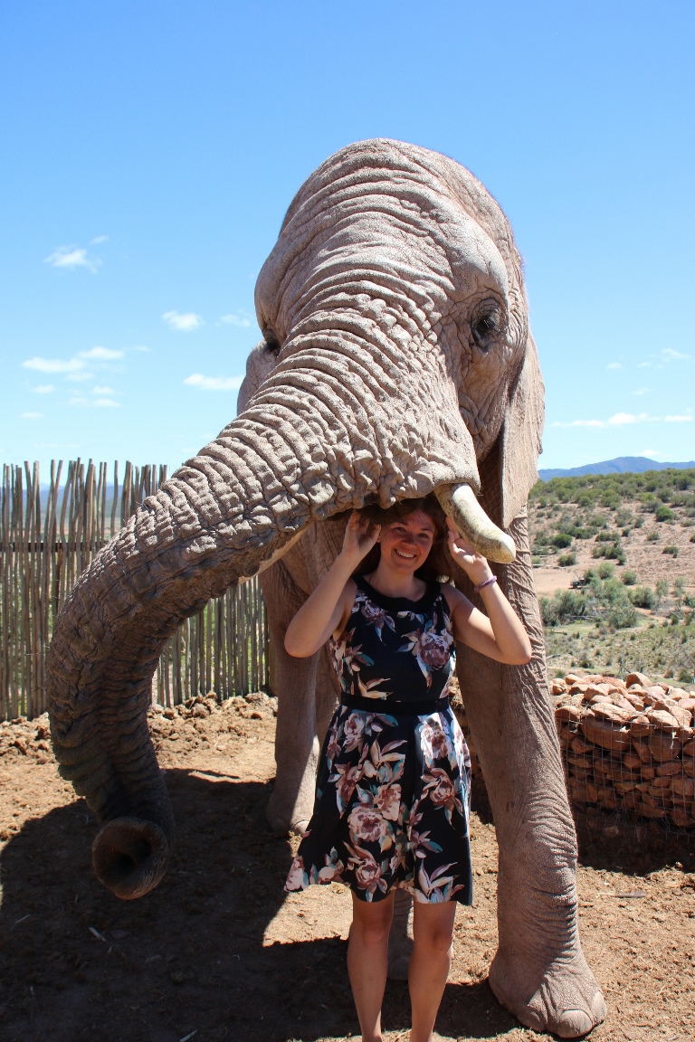 Drie lieve grote olifanten: olifanten interactie