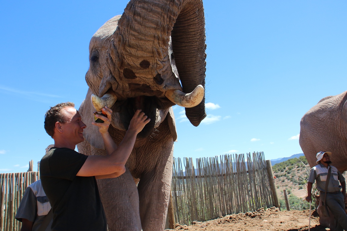 Voeren: olifanten interactie