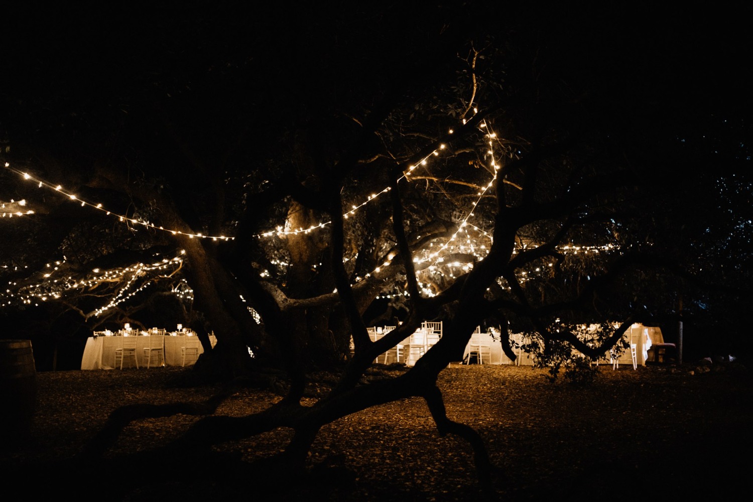 lampjes in de bomen