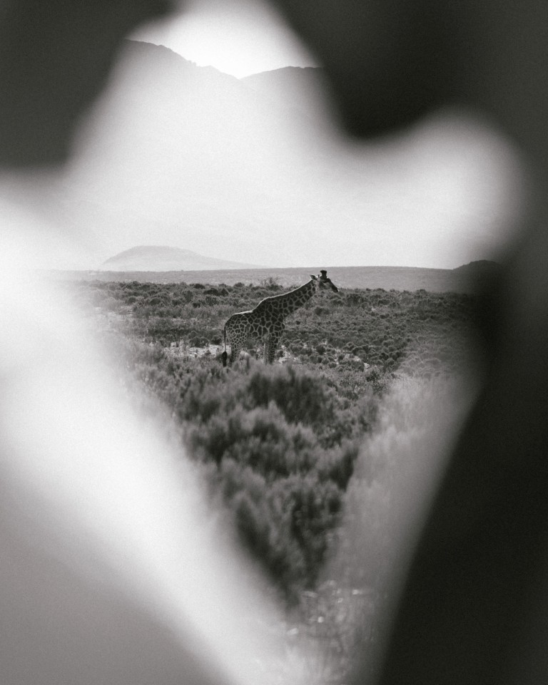 Trouwen in de Karoo (81)